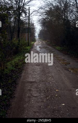 Dirt  road with puddles in a grove on a clou day in winter Stock Photo