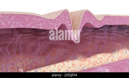 Skin tissues cross-section illustration. Extracellular matrix structure ...