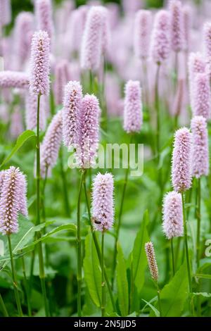 Persicaria bistorta, dragonwort, bistort, rhizomatous perennial, small pale pink flowers Stock Photo