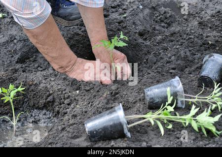gardener planting a tomato seedling in the vegetable garden Stock Photo