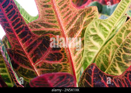 large multi-coloured plant leaves Stock Photo