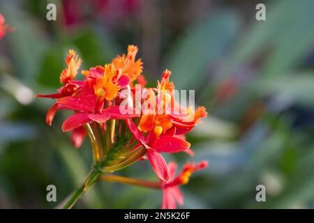 peacock flower Stock Photo