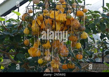 Bitter Melon at Kew Gardens Stock Photo