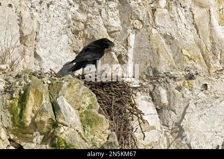 Common Raven-Corvus corax with nesting material. Stock Photo