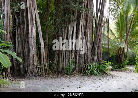 Tropical tree; The Banyan tree, Ficus benghalensis, the Indian Banyan, growing in the Maldives, Asia Stock Photo