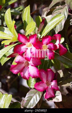 Tropical red flowers of Adenium obesum, aka Desert Rose, Mock Azalea and Impala Lily; flowering in the Maldives Stock Photo