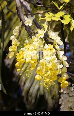 Cassia Fistula flower, aka. Golden Shower tree; Indian laburnum or Purging Cassia; close up of flowers flowering in the Maldives. Stock Photo