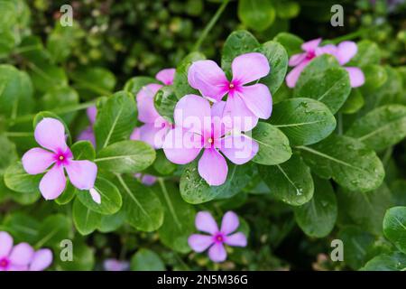 Catharanthus Roseus aka. Madagascar Periwinkle or Rose periwinkle, pink periwinkle flower, these flowers growing in the tropics, in the Maldives Stock Photo