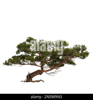 3d illustration of pine tree on rock isolated on white background Stock Photo