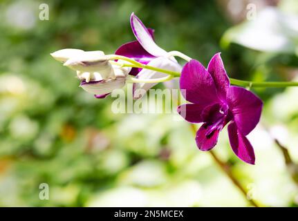 Orchid flowers; Purple Dendrobium orchid in flower,  Maldives Stock Photo