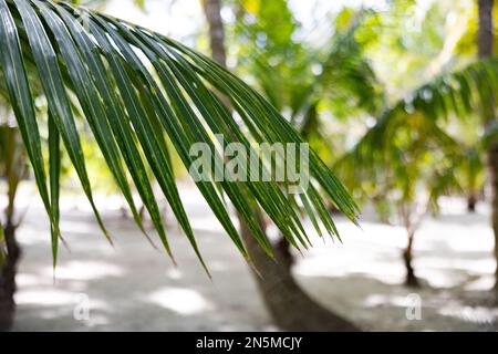 Palm leaf with palm leaves & palm trees in the background - useful for backgrounds; tropics, tropical island; holiday and vacation. The Maldives Stock Photo