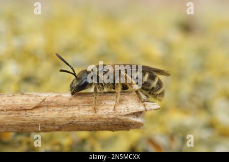 Detailed closeup on a female of the small Bronze furrow bee, Halictus tumulorum sitting on a twig Stock Photo