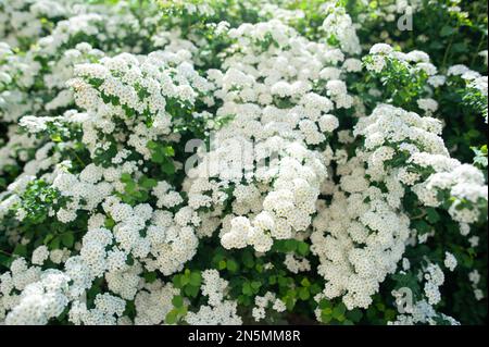 White spiraea meadowsweets bush in bloom. Buds and white flowers of germander meadowsweet. Delicate background with small white flowers Stock Photo
