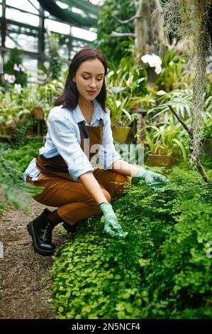 Excited young woman gardener caring bush in yard of greenhouse Stock Photo