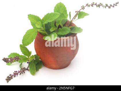 Medicinal tulsi leaves over white background Stock Photo