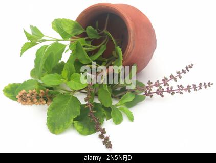 Medicinal tulsi leaves over white background Stock Photo