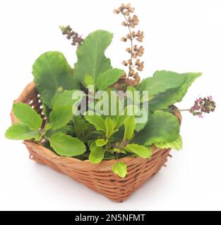 Medicinal tulsi leaves over white background Stock Photo