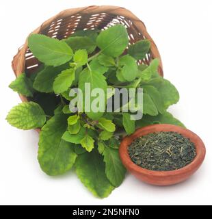 Medicinal tulsi leaves over white background Stock Photo