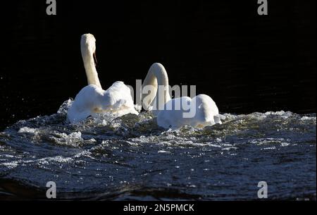 As spring approaches the cob Mute Swan becomes more aggressive in the defence of the pair's territory. The arched wings are a clear signal to others. Stock Photo