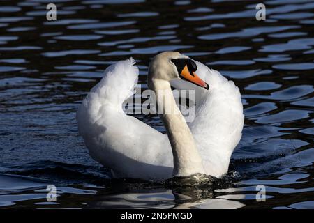 As spring approaches the cob Mute Swan becomes more aggressive in the defence of the pair's territory. The arched wings are a clear signal to others. Stock Photo