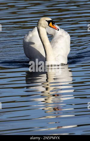 As spring approaches the cob Mute Swan becomes more aggressive in the defence of the pair's territory. The arched wings are a clear signal to others. Stock Photo