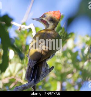 male of Golden-green Woodpecker (Piculus chrysochloros) perched on branch Stock Photo
