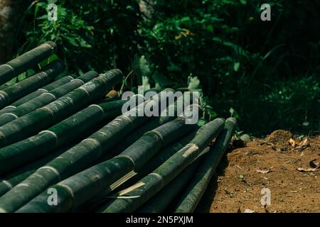 Raw green bamboo cut and decorated. These are mountain bamboos of Bandarbans area of Bangladesh. Stock Photo