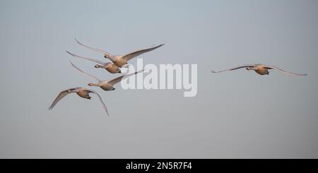 A bevy of Whooper Swans (Cygnus cygnus) in flight showing the characteristic beak colouration different to a Mute swan. Norfolk, UK Stock Photo