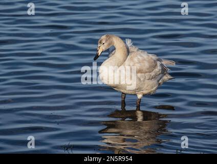 A juvenile Whooper Swan(Cygnus cygnus) showing the characteristic beak colouration different to a Mute swan. Standing  in the wetlands of Norfolk, UK Stock Photo