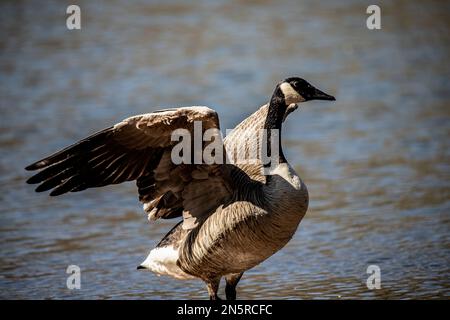 Canada goose displaying his wings while standing on the bank of Jerusalem Pond on a spring day in St. Croix Falls, Wisconsin USA. Stock Photo