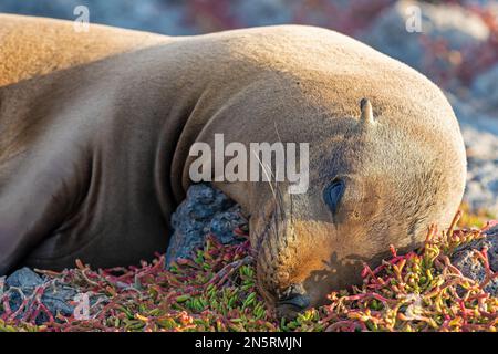 Galapagos Sea Lion (Zalophus wollebaeki) portrait, South Plaza Island, Galapagos national park, Ecuador. Stock Photo