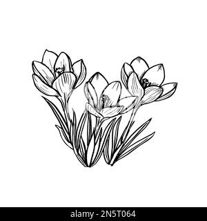 Hand drawn crocus flowers. Elegant vintage card. Vector illustration. Stock Vector