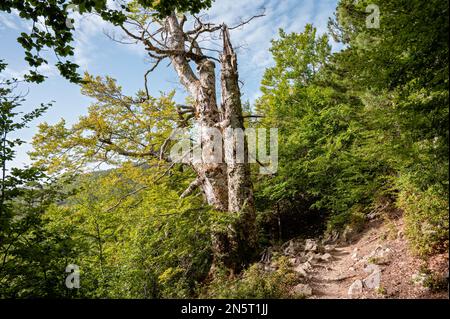 Trunks and footpath in the forest between E Capanelle and Prati, GR20, Corsica, France Stock Photo