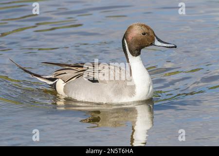 United Kingdom, Norfolk, Pintail (Anas acuta) swimming Stock Photo - Alamy