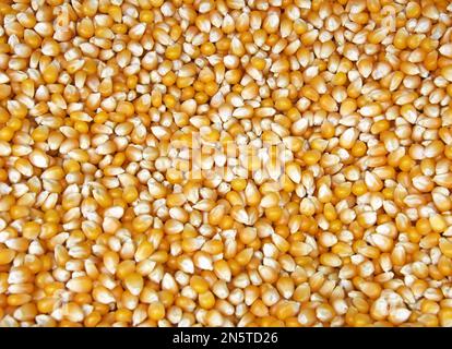 Ripe corn seeds in a pile Stock Photo