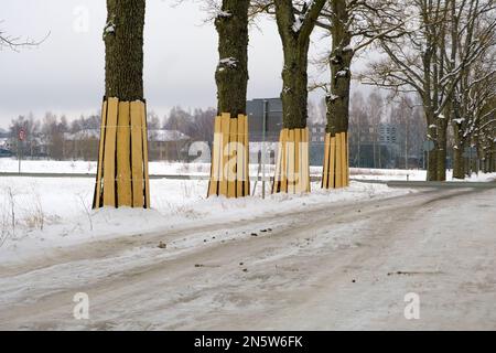 Tree trunk protection. A tree trunk covered with boards to protect from ...