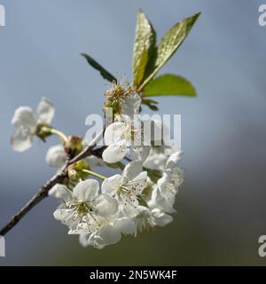 Selective focus of beautiful branches of white blossoms on the tree, Beautiful flowers during spring season in the park, Flora pattern texture Stock Photo