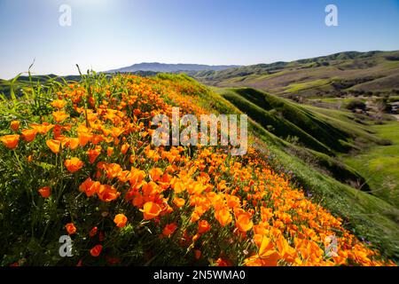 poppies in chino hills state park 2023 Stock Photo