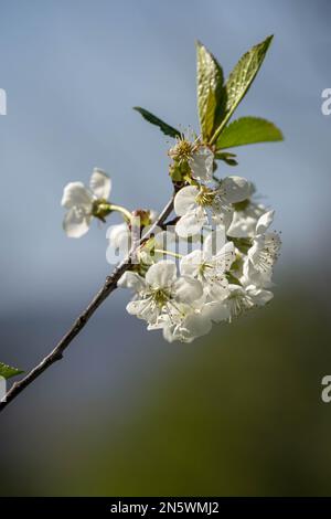 Selective focus of beautiful branches of white blossoms on the tree, Beautiful flowers during spring season in the park, Flora pattern texture Stock Photo