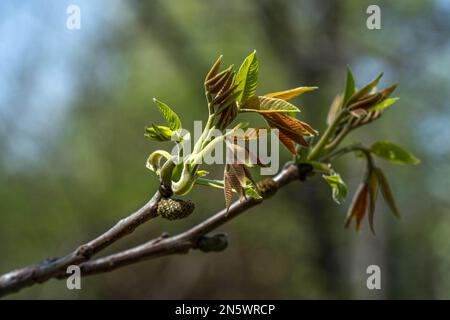 Chestnut green leaves sprouts growth. Buds opening on branches Stock Photo