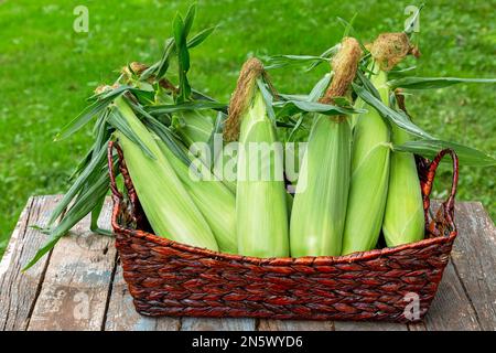 Freshly picked ears of bicolor corn. Stock Photo
