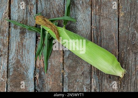 Freshly picked ears of bicolor corn. Stock Photo