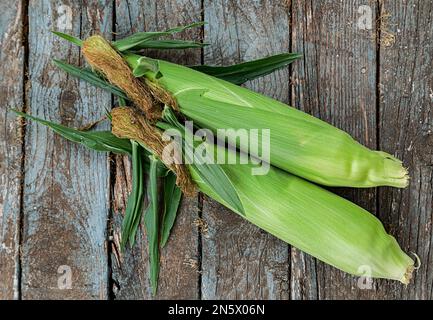 Freshly picked ears of bicolor corn. Stock Photo