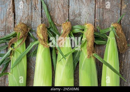 Freshly picked ears of bicolor corn. Stock Photo