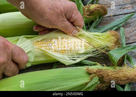 Freshly picked ears of bicolor corn. Stock Photo
