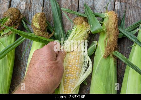 Freshly picked ears of bicolor corn. Stock Photo