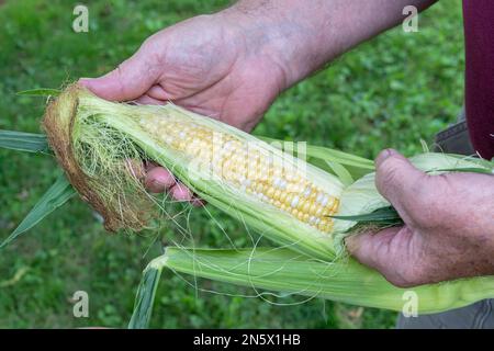 Freshly picked ears of bicolor corn. Stock Photo