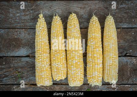 Freshly picked ears of bicolor corn. Stock Photo