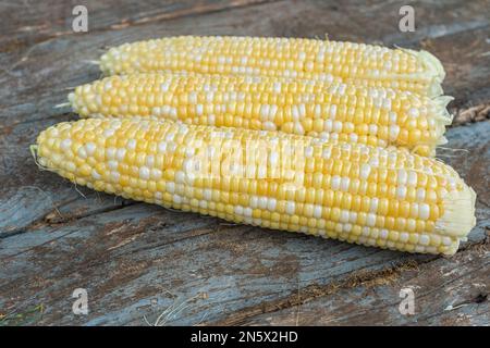Freshly picked ears of bicolor corn. Stock Photo
