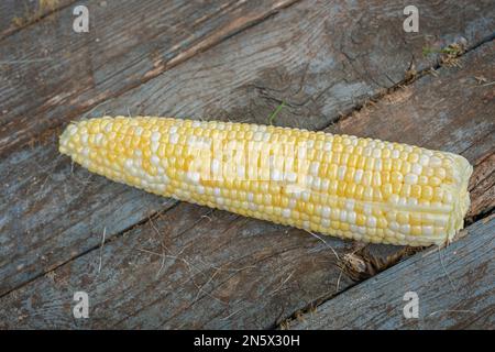 Freshly picked ears of bicolor corn. Stock Photo